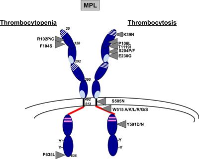 Genetic Alterations of the Thrombopoietin/MPL/JAK2 Axis Impacting Megakaryopoiesis